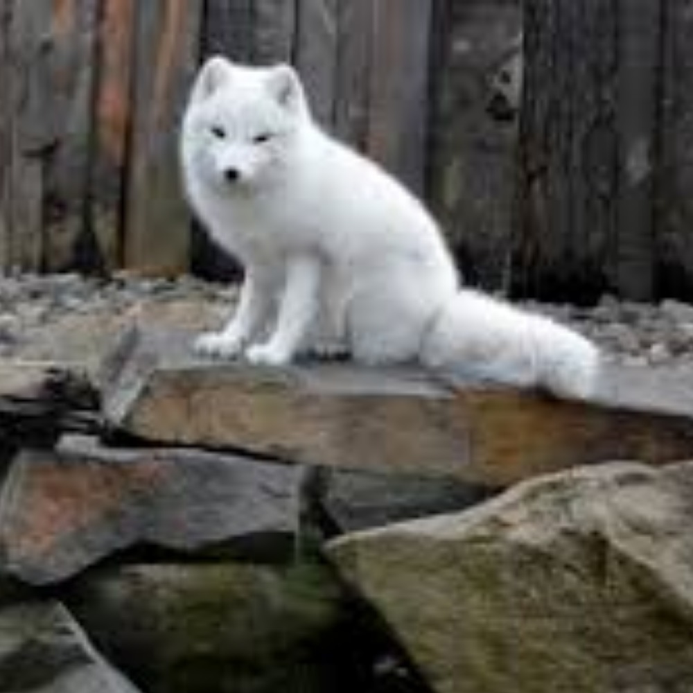 MEET YOUR POSHER,  The Foxes (SEE IMPORTANT INFO BELOW)